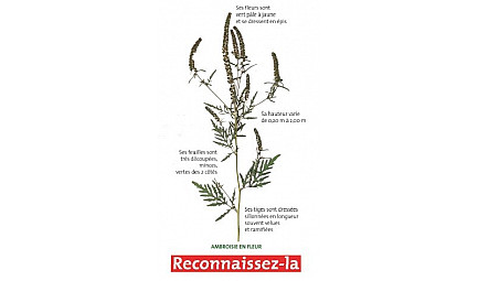 AVIS DE RECHERCHE AMBROISIE