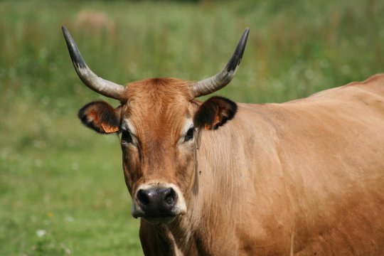 Benoit Biteau: Notre élevage paysan bio, de la préservation animale et de l'économie écologique.