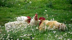 Un cas de grippe aviaire localisé en Haute-Garonne