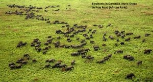 African Parks : le parc national de la Garamba en RDC célèbre un tournant porteur d'espoir à l'occasion de la commémoration de son 80[e] anniversaire