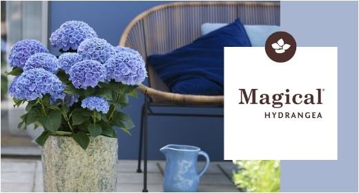 Comment garder un bel hortensia Magical Jewel®en pot ? Les 5 conseils à suivre.