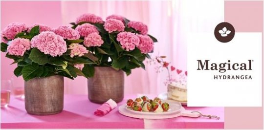 Fleurir son intérieur d’hydrangeas Magical : c’est simple et naturel. @AgenceAmsterdam