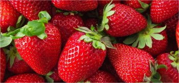 Les fraises Côteaux Nantais arrivent en magasins : 10 variétés de fraises bio label demeter pour enchanter le printemps