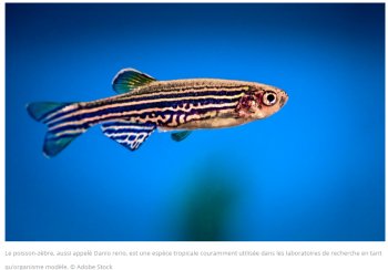 Comprendre la capacité du poisson-zèbre à reconstituer sa nageoire ouvre des pistes pour les progrès de la médecine régénérative
