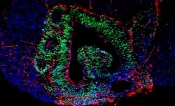 Institut Curie : LifeTime : l’Europe se tourne vers les cellules pour un avenir meilleur