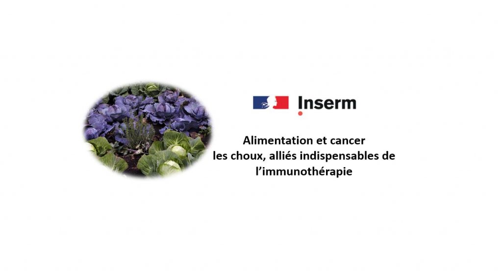 Alimentation et cancer : les choux, alliés indispensables de l’immunothérapie
