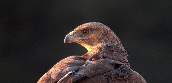 Deux Aigles de Bonelli retrouvés criblés de plomb dans le Sud-Ouest de la France