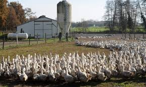 Landes agroalimentation : la Région soutient les filières aviaire et fruitière.