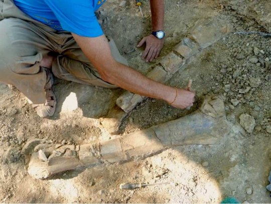 Allier parc Paléopolis : Démonstration de dégagement de fossiles pendant les vacances de la Toussaint