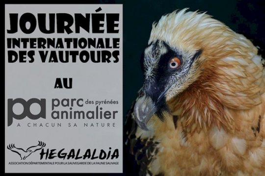 Argelès Gazost (65) : Journée internationale des vautours au Parc Animalier des Pyrénées