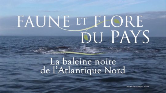 Le gouvernement du Canada adopte de nouvelles mesures supplémentaires pour protéger la Baleine Noire de l'Atlantique Nord