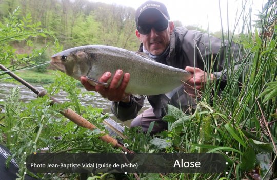 Le préfet de Tarn-et-Garonne communique: Nouvelle expérimentation de pêche silure dans le cadre de la protection des populations de poissons migrateurs @Prefet_82