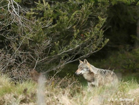 PRÉFET DES PYRÉNÉES-ORIENTALES: RÉSULTATS DE L’AUTOPSIE DU LOUP EUTHANASIE À ANGOUSTRINE-VILLENEUVE-DES-ESCALDES @Prefet66 @PrefetOccitanie