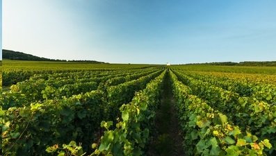 Moët Hennessy à Vinexpo : Une Agora Pour Fédérer Autour des Sols Vivants @MoetHennessy @LVMH 