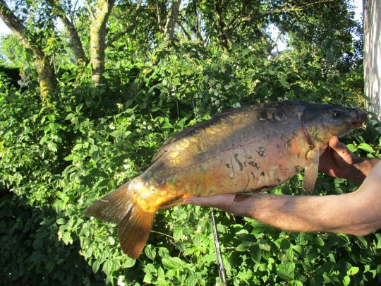 Le LAC de BETHMALE. Parcours Touristique de Pêche Découverte de Salmonidés.1 ère Catégorie.