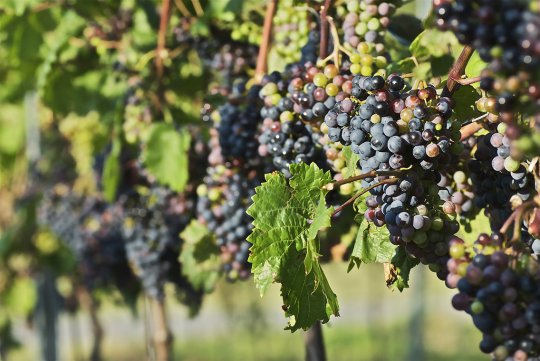 GlobalGeoNews / Bourgogne : Les viticulteurs face à la crise