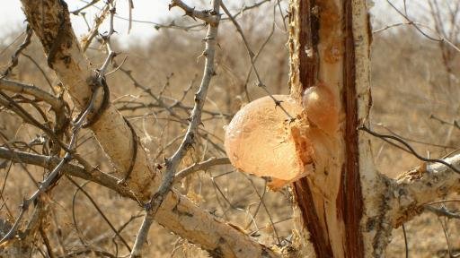 La gomme d'acacia : un rôle social, économique et environnemental important pour les pays du sud du Sahel