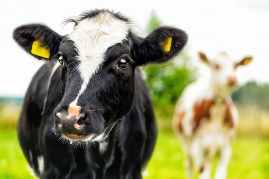 Crise des prix du lait: les députés demandent des mesures supplémentaires pour sauver les producteurs laitiers