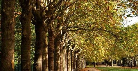 La Région Ile-de-France va protéger et valoriser les arbres remarquables @iledefrance