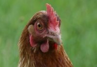 Influenza aviaire: le département du Tarn placé en zone de restriction