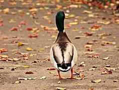 Influenza aviaire hautement pathogène H5N8 : un foyer détecté dans le Tarn dans un élevage de canards