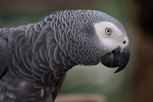 Aux propriétaires de du Gabon (Jaco) (Psittacus erithacus)