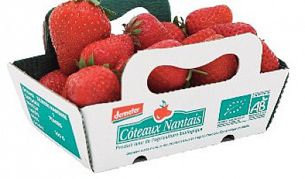 La fraise bio : un fruit gourmand du printemps