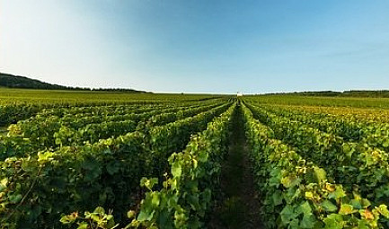 Moët Hennessy à Vinexpo : Une Agora Pour Fédérer Autour des Sols Vivants @MoetHennessy @LVMH