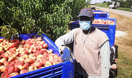 GlobalGeoNews / Espagne : La pandémie révèle la fragilité du secteur agricole