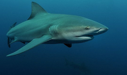GlobalGeoNews / Requins : la fin d'une espèce ?