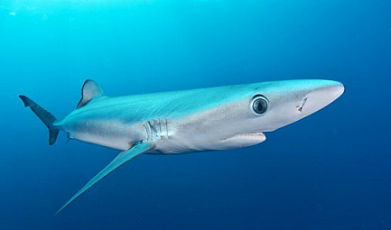 GlobalGeoNews / Le confinement a-t-il un effet bénéfique sur les requins ?