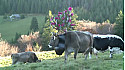 TRANSHUMANCE MUHLBACH SUR MUNSTER 2017 UN FILM DE BERNARD PASTUSIAK. @valleemunster ‏