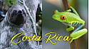 Acteurs-Locaux Les FUSOTISTES  124  au COSTA RICA   -   La SOLUTION pour voir les animaux emblématiques