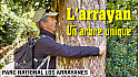 Acteurs-Locaux Les FUSOTISTES  157   en Argentine  - Parc de Los Arrayanes pour admirer ses arbres centenaires