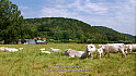 Acteurs-Locaux - - BIEN ÉLEVÉE ! Contribution de l’élevage à la biodiversité avec Jean-Louis PEYRAUD @INTERBEV