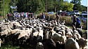 Transhumance au Musée Paysan de Toujouse #Patrimoine #Artisanat #Gascogne #Gers #Occitanie #Tv_Locale