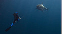 Pierre Frolla, créateur de l'École Bleue à Monaco nage avec cachalots, dauphins ou requins... 