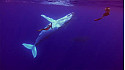 L'Approche... Pierre Frolla Nager avec les grands animaux marins @PierreFROLLA 