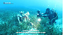 TV Locale Corse : Plongée sous-marine : un photographe amoureux de la mer