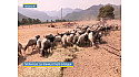 TV Locale Corse - L’agriculture corse est en tension