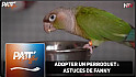 TV Locale Nantes -  Astuces de Fanny pour  Adopter un Perroquet 