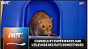 TV Locale Nantes - Conseils et Expériences sur l’Élevage des Rats Domestiques