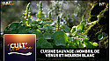 TV Locale Nantes - Découvrez le Nombril de Vénus et le Mouron Blanc, deux plantes sauvages aux vertus culinaires méconnues.
