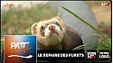 TV Locale Nantes - Elodie du 'Repaire des Furets' vous parle du Furet et du comment bien élever un ou plusieurs Furets domestiques.