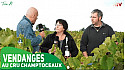 TV Locale Champtoceaux - Vendanges au Cru Champtoceaux