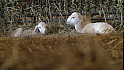 Exploitation Famille Blottière à Saverdun en Ariège @Occitanie @Ariège 
