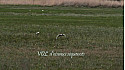 Vol d’oiseaux séquencés