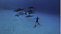 Approche TV :  Pierre Frolla - Danse with the dolfins @PierreFROLLA