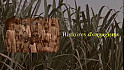 Tv Locale Guadeloupe - Belles d'Âme présente - Joy Banerjee - Histoires d'engagisme - Devoir de Mémoire Célébration du Centenaire en hommage à Henry SIDAMBAROM