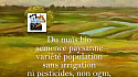 Maïs semence paysanne Bio